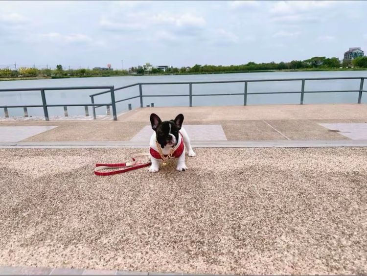 เฟรนบลูด็อก ชาย ลายวัว รูปที่ 11