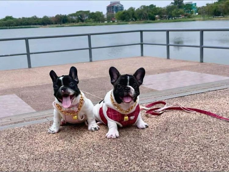 เฟรนบลูด็อก ชาย ลายวัว รูปที่ 18