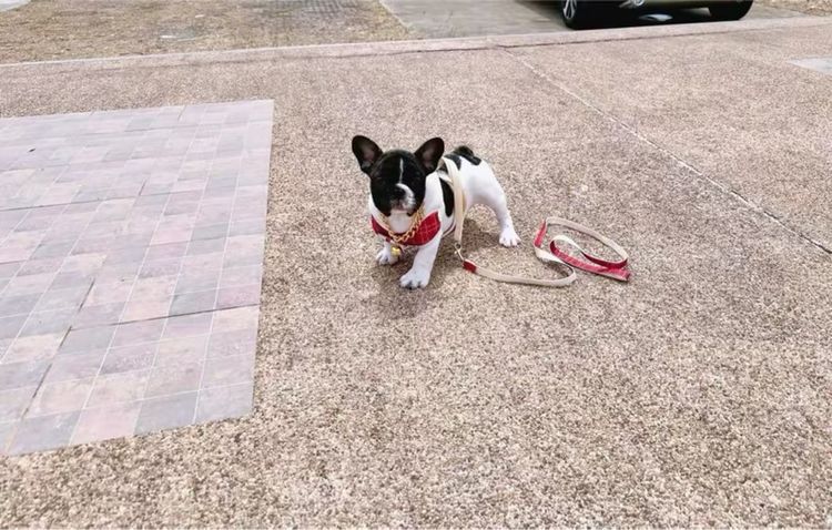 เฟรนบลูด็อก ชาย ลายวัว รูปที่ 15