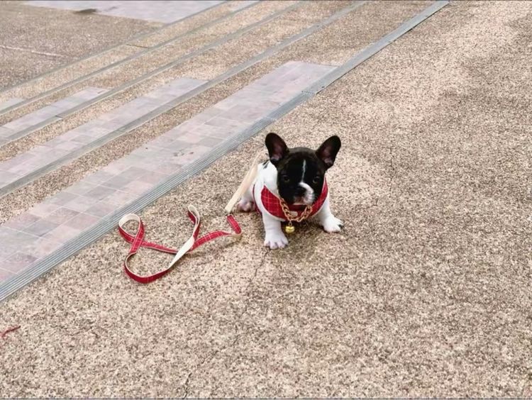 เฟรนบลูด็อก ชาย ลายวัว รูปที่ 10