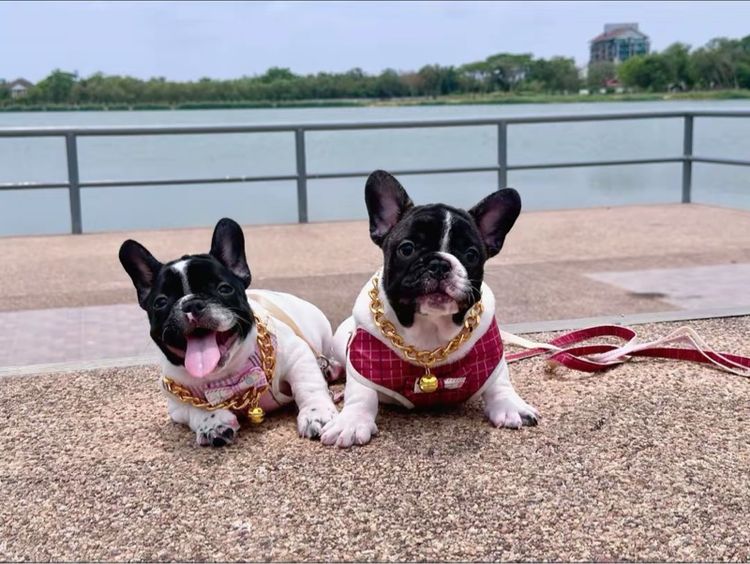 เฟรนบลูด็อก  รูปที่ 15