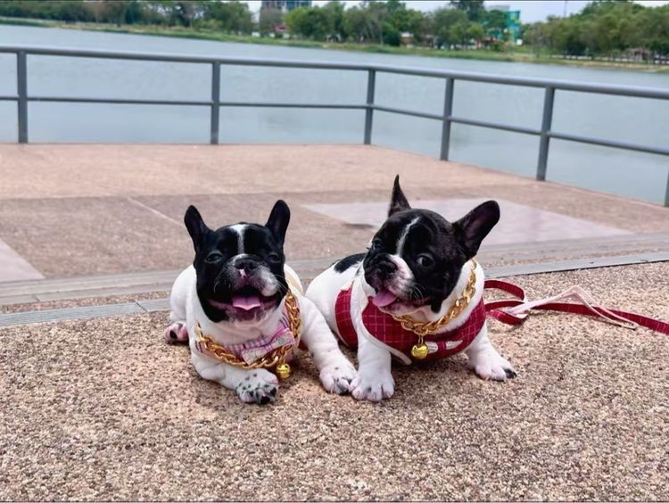 เฟรนบลูด็อก  รูปที่ 17