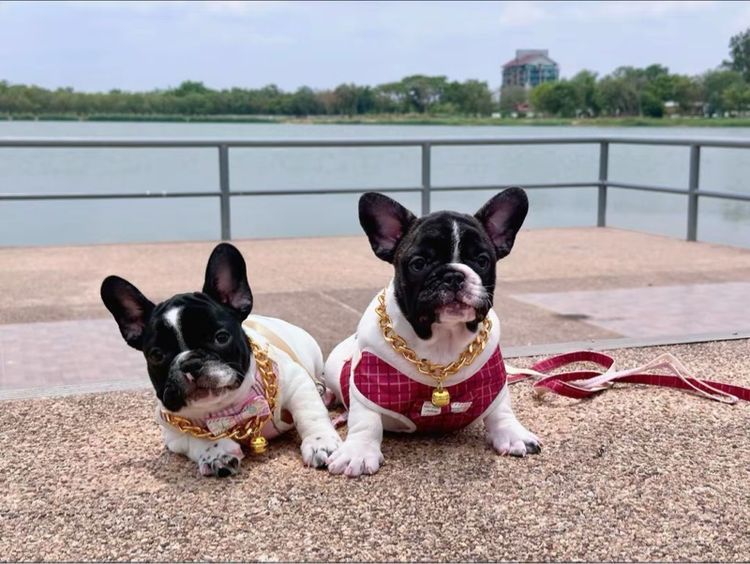 เฟรนบลูด็อก  รูปที่ 10