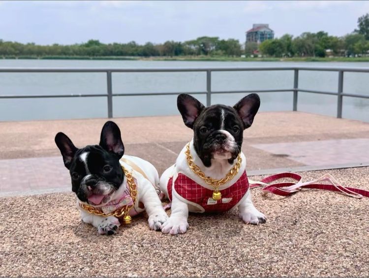 เฟรนบลูด็อก  รูปที่ 9