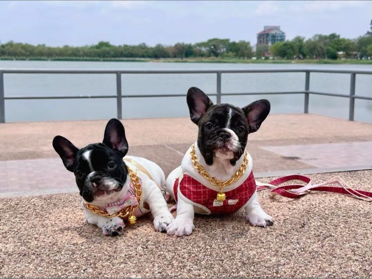 เฟรนบลูด็อก  รูปที่ 11