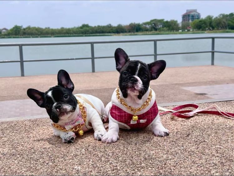 เฟรนบลูด็อก  รูปที่ 12