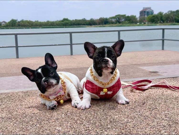 เฟรนบลูด็อก  รูปที่ 13