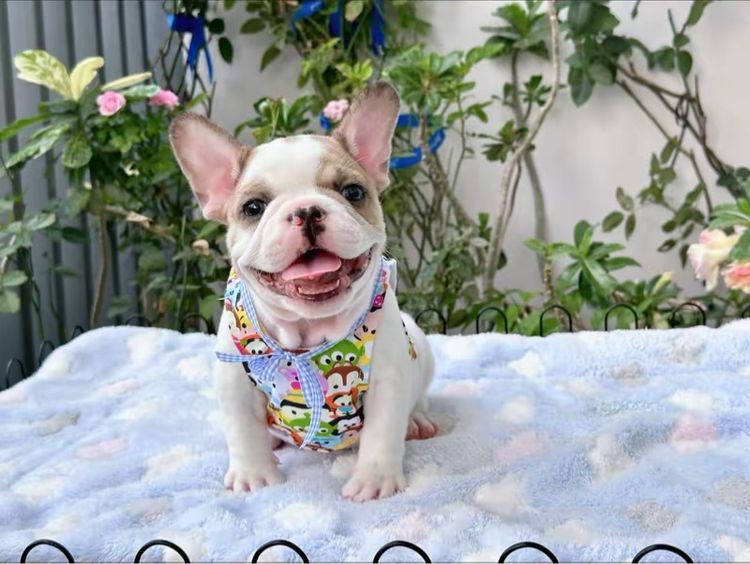 เฟรนบลูด็อก ชาย