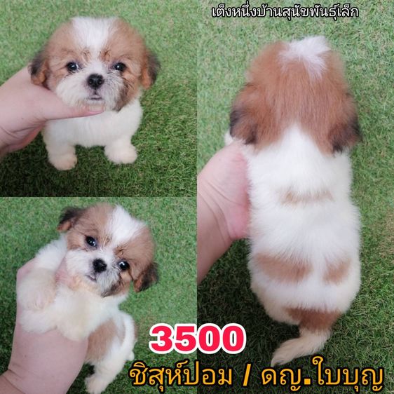 ชิสุ (Shih Tzu) เล็ก ทักด่วน ชิสุผสมเริ่มต้น 2000 พร้อมย้าย