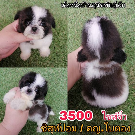 ทักด่วน ชิสุผสมเริ่มต้น 2000 พร้อมย้าย รูปที่ 3