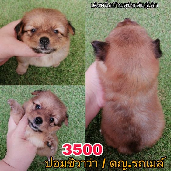 ทักด่วน ชิสุผสมเริ่มต้น 2000 พร้อมย้าย รูปที่ 6