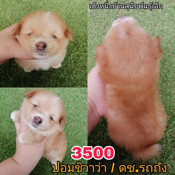 ทักด่วน ชิสุผสมเริ่มต้น 2000 พร้อมย้าย รูปที่ 7