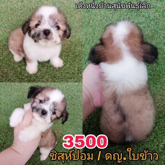 ทักด่วน ชิสุผสมเริ่มต้น 2000 พร้อมย้าย รูปที่ 2