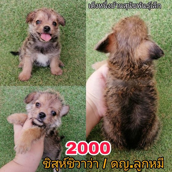ทักด่วน ชิสุผสมเริ่มต้น 2000 พร้อมย้าย รูปที่ 5