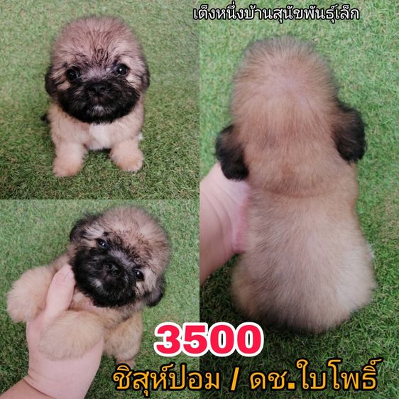 ทักด่วน ชิสุผสมเริ่มต้น 2000 พร้อมย้าย รูปที่ 4