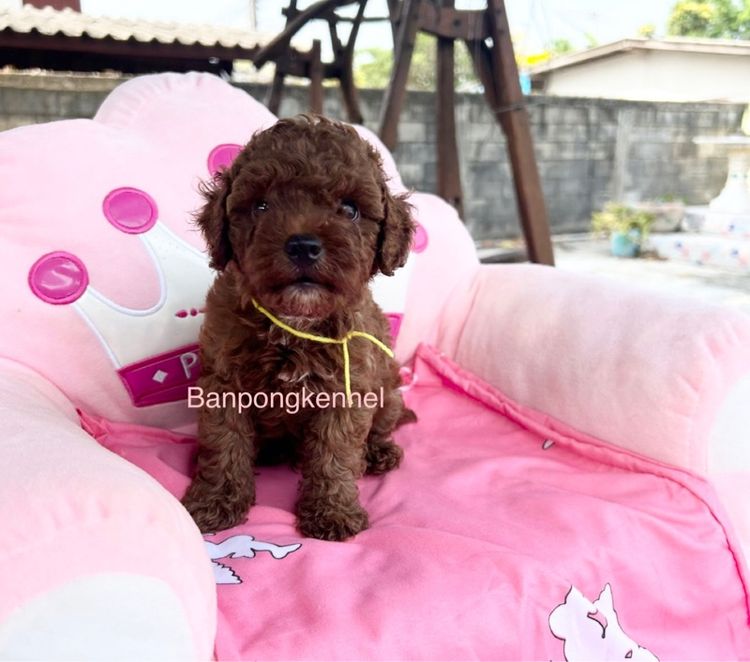 ลูกพุดเดิ้ลชายคู่