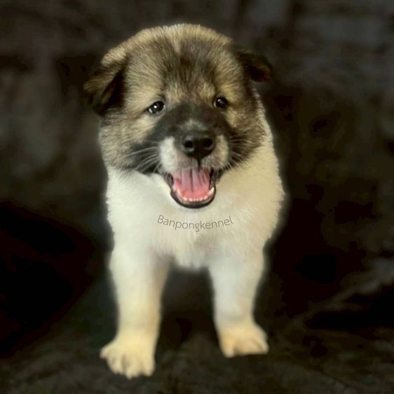 ลูกบางแก้วผุ้