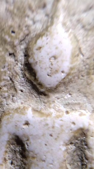 พระสมเด็จ วัดระฆัง บางขุนพรหม วัดเกศไชโย หลวงปู่ภู หลวงปู่นาค