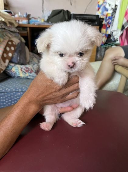 ชิสุ (Shih Tzu) เล็ก ลูกสุนัข ชิสุผสมมอลทีส