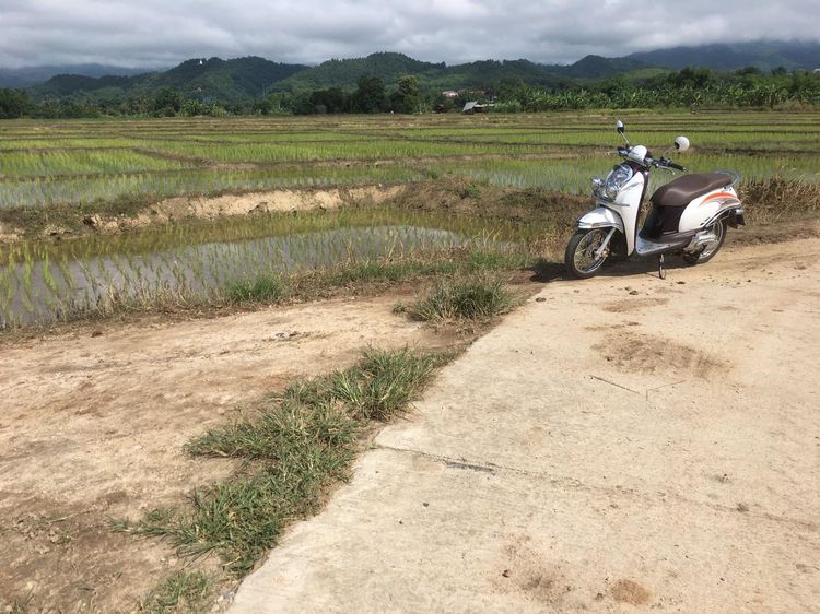 ที่นา 6 ไร่ บ้านดอยแก้ว อำเภอแม่อาย เชียงใหม่ รูปที่ 3