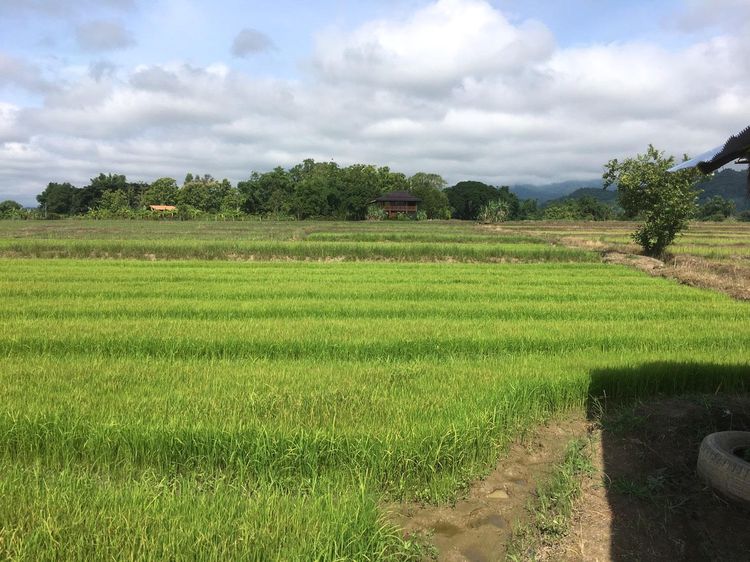 ที่นา 6 ไร่ บ้านดอยแก้ว อำเภอแม่อาย เชียงใหม่