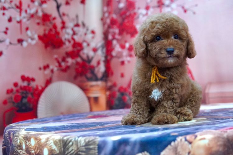 พุดเดิ้ล (Poodle) เล็ก พุดเดิ้ลทอยเพศผู้ 
