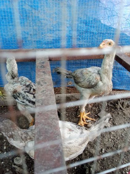 ขายไก่งวงตัวละ200ไก่บาชิลตัวละ300