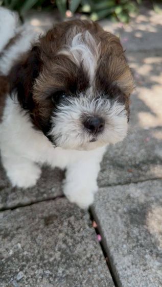 ชิสุ (Shih Tzu) เล็ก ลูกชิสุห์3สีสวยมาก