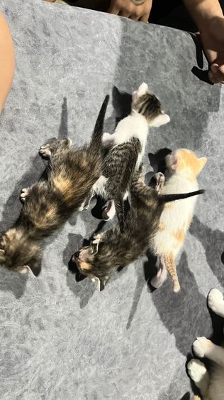 แมวไทย (Thai Cat) ลูกเเมว