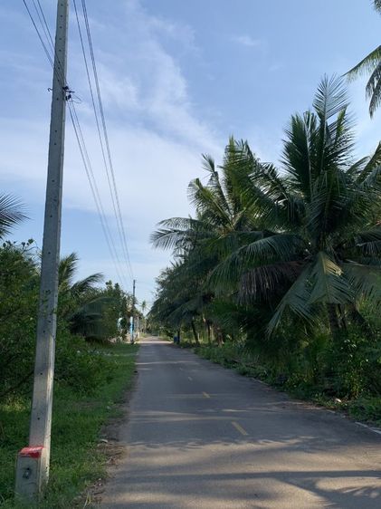 ขายที่ดินสวนมะพร้าว