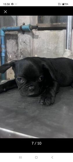 เฟรนช์ บูลด็อก (French Bulldog) เล็ก เฟรนซ์ บลูด๊อก สีดำเพศผู้