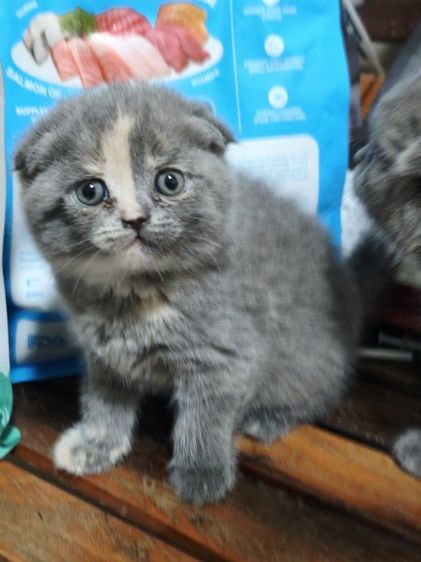 สก็อตติช โฟลด์ (Scottish Fold) สก๊อตติช บลู แท้ ผญ
