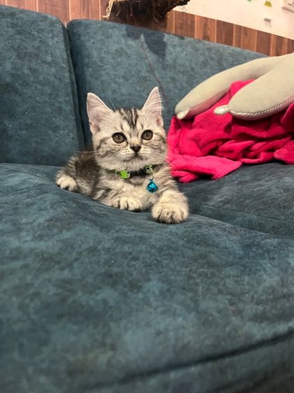 สก็อตติช โฟลด์ (Scottish Fold) ดญ สก็อตติช
