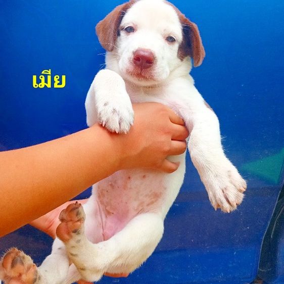 ไซบีเรียน ฮัสกี้ (Siberian Husky) ใหญ่ ไซบีเรียน