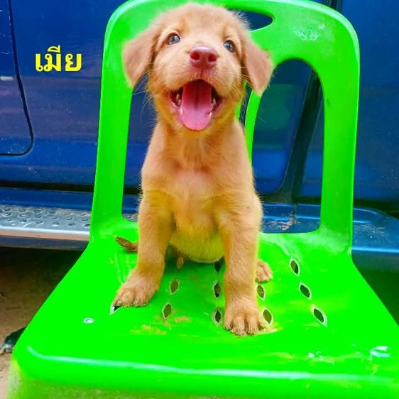 ลาบราดอร์ (Labrador) ใหญ่ ลาบาดอ