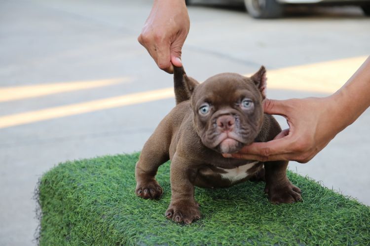 เล็ก อเมริกันบูลลี่ Bully