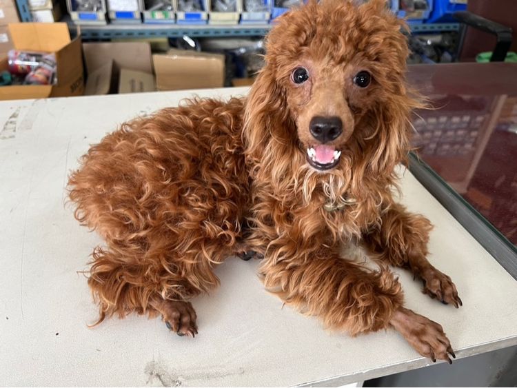 พุดเดิ้ล (Poodle) กลาง พุดเดิัลแท้ เพศผู้ 