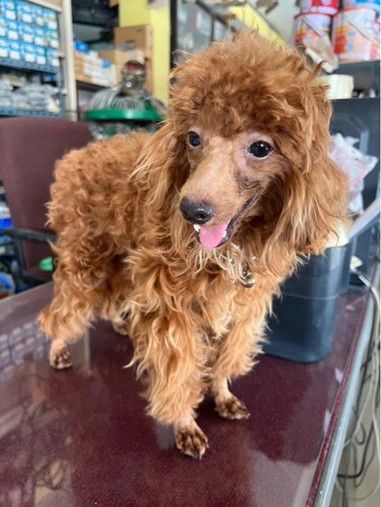 พุดเดิ้ล (Poodle) กลาง พุดเดิ้ลแท้ หนุ่มโสด