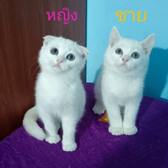 สก็อตติช โฟลด์ (Scottish Fold) ขายแมวสก็อตติชโฟล์