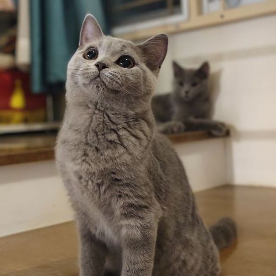 บริติช ชอร์ตแฮร์ (British Shorthair) ญ บริติช ช็อตแฮร์ WCF รับรองสายพันธุ์