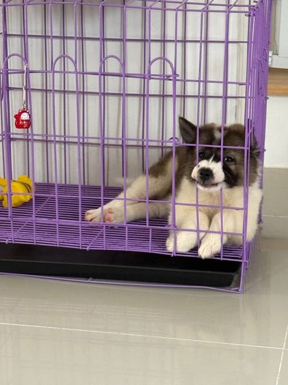 บางแก้ว (Thai Bangkaew Dog) กลาง ลูกหมา