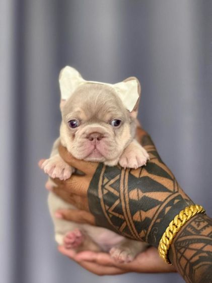เฟรนช์ บูลด็อก (French Bulldog) เล็ก เฟร้นซ์บูลด็อกเชียงใหม่