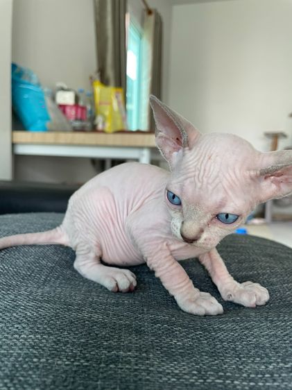 สฟิงซ์ (Sphynx) สฟิงซ์แท้