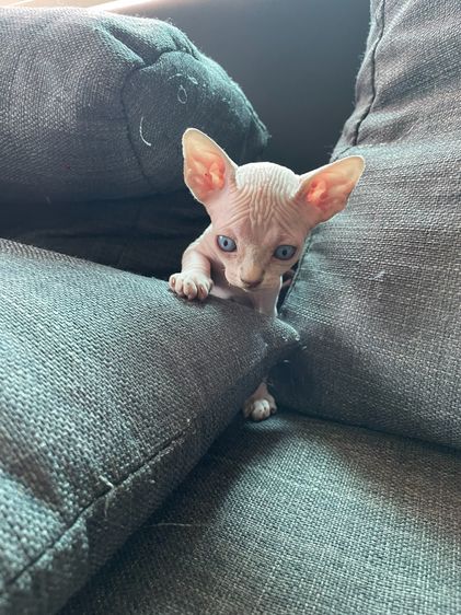 สฟิงซ์ (Sphynx) สฟิงซ์เพศเมีย