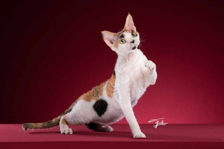 Devon Rex two sweet girls 