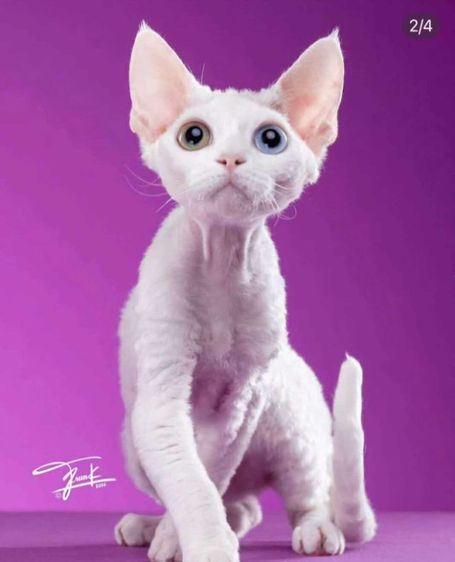Devon Rex two sweet girls  รูปที่ 2
