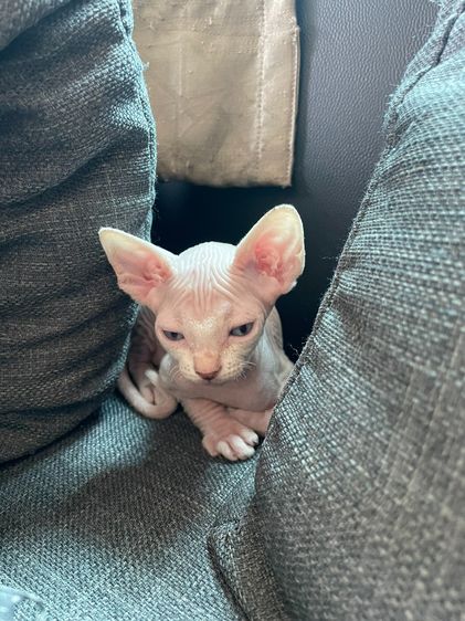 สฟิงซ์ (Sphynx) สฟิงซ์ เพศผู้