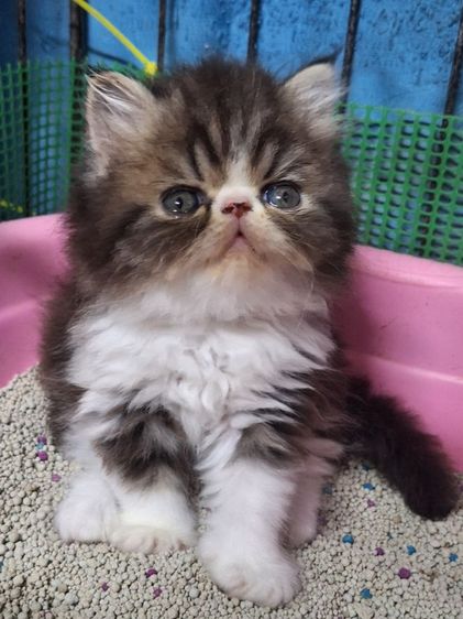 ลูกแมวเอ็กโฅติก