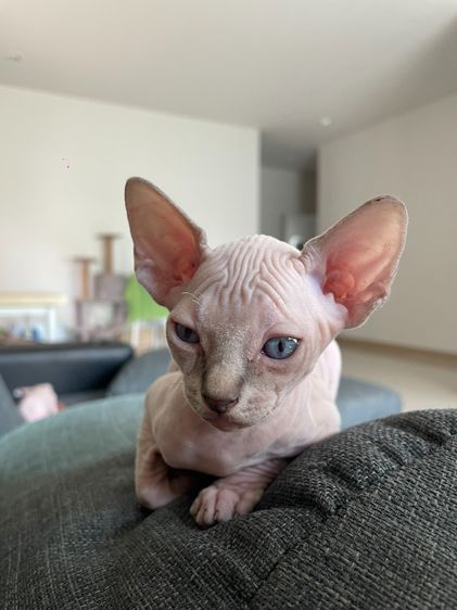 สฟิงซ์ (Sphynx) สฟิงซ์ เพศผู้