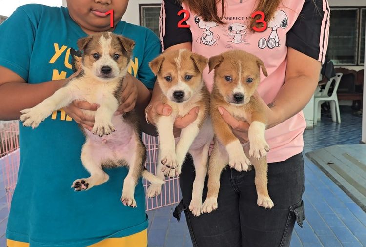 ลูกบางแก้วผสมไทยหลังอาน เลี้ยงง่าย ทนทาน ฉลาด เฝ้าบ้านดี จาก kankarnclub มีจัดส่งทั่วประเทศ(กันย์เจ้าเก่าครับ)